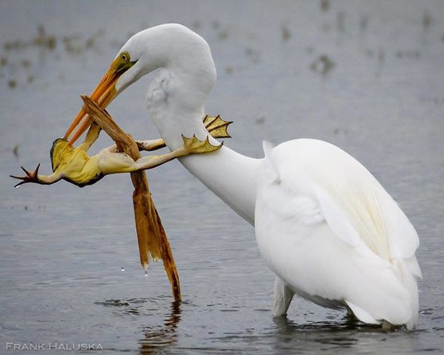 Những bức ảnh ấn tượng nhất trong cuộc thi nhiếp ảnh trên Instagram của National Geographic ảnh 3