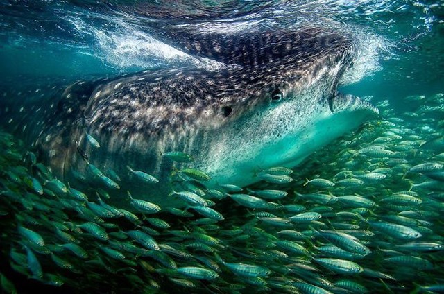 Những bức ảnh ấn tượng nhất trong cuộc thi nhiếp ảnh trên Instagram của National Geographic ảnh 5
