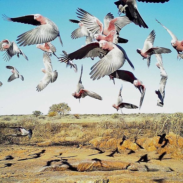 Những bức ảnh ấn tượng nhất trong cuộc thi nhiếp ảnh trên Instagram của National Geographic ảnh 12