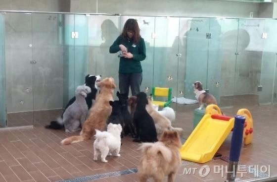 Thú cưng Hàn Quốc được đi học mẫu giáo: Ngày 6 tiết, có sổ liên lạc và kiểm tra bài cũ ảnh 2