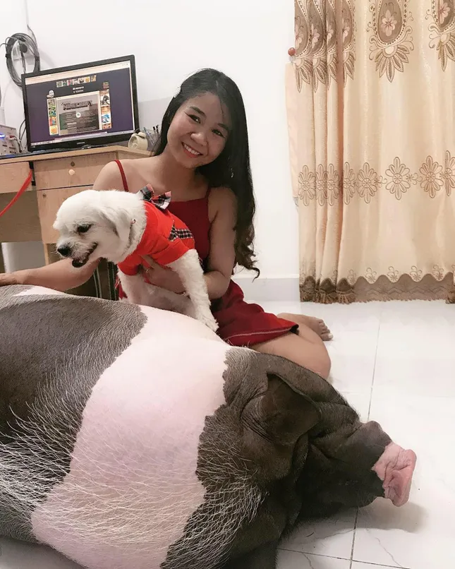 Thiếu nữ "khốn đốn" vì heo cảnh 2 kg tăng cân hơn 1 tạ, đòi ăn ngủ cùng chủ ảnh 7