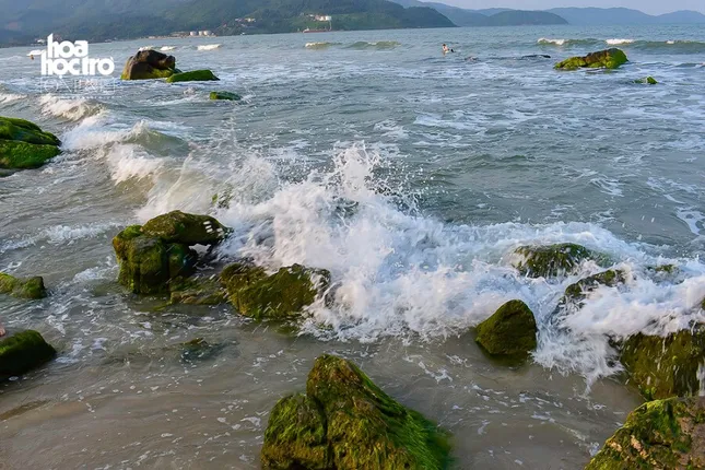 Nhanh nhanh nào bạn ơi! Mùa rêu xanh Nam Ô (Đà Nẵng) đã đến rồi! ảnh 1