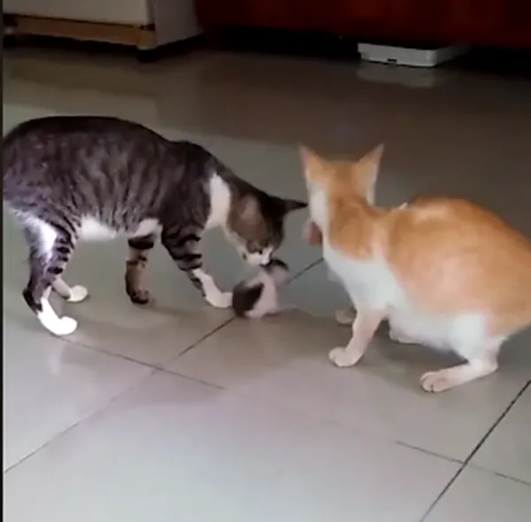 Hành động khiến mọi con tim thổn thức của soái ca mèo chăm vợ và con lúc ở cữ ảnh 5
