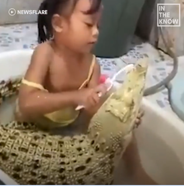 Ngạc nhiên với hình ảnh bé gái tắm và đánh răng cho cá sấu hàng ngày ảnh 1