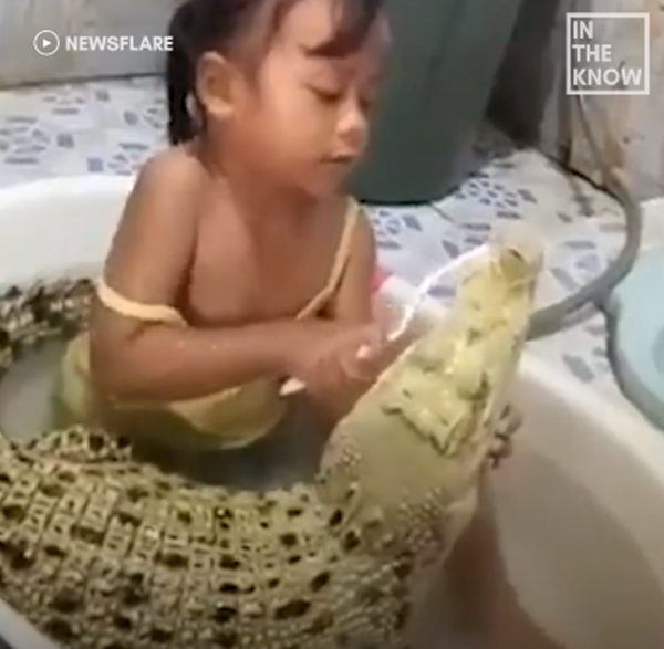 Ngạc nhiên với hình ảnh bé gái tắm và đánh răng cho cá sấu hàng ngày ảnh 2
