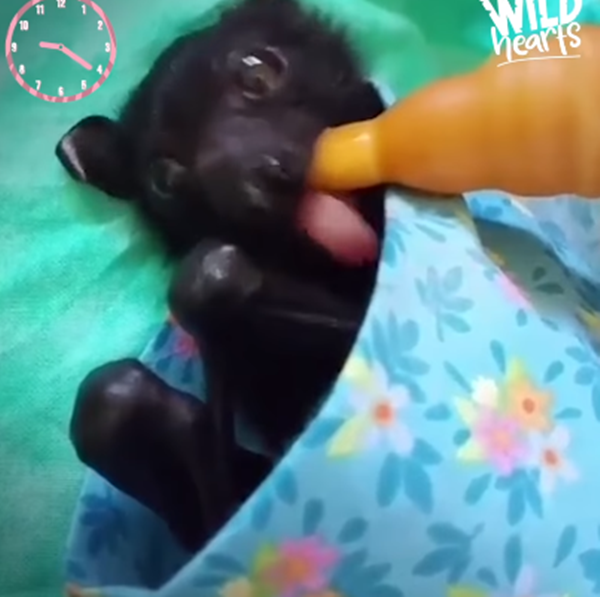 Lịch trình bận rộn một ngày chỉ để ăn và chơi... của cô bé dơi hạnh phúc nhất thế giới ảnh 2
