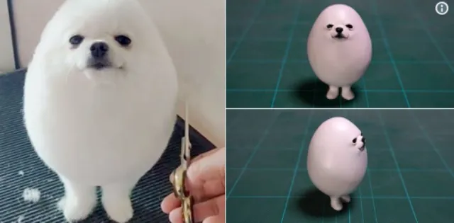 PomPom dễ thương - chú chó hình quả trứng khiến dân mạng phát cuồng ảnh 2
