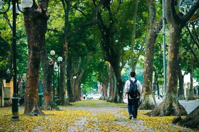 Đẹp ngỡ ngàng mùa sấu thay lá đổ vàng rực cả con đường lãng mạn nhất Hà Nội ảnh 1