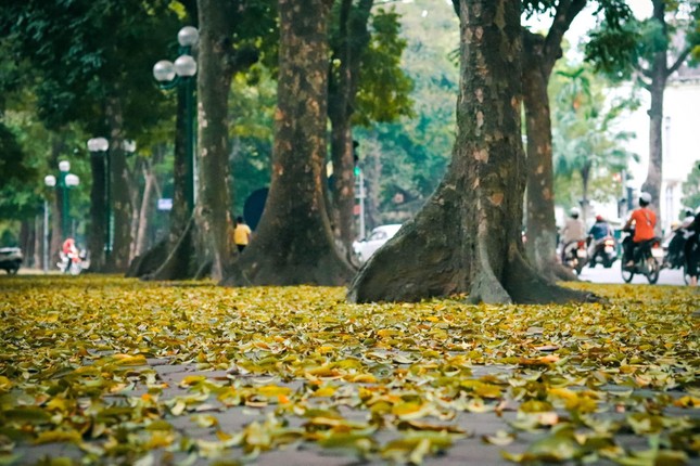 Đẹp ngỡ ngàng mùa sấu thay lá đổ vàng rực cả con đường lãng mạn nhất Hà Nội ảnh 3