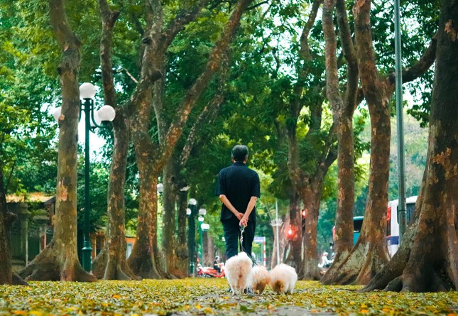 Đẹp ngỡ ngàng mùa sấu thay lá đổ vàng rực cả con đường lãng mạn nhất Hà Nội ảnh 4