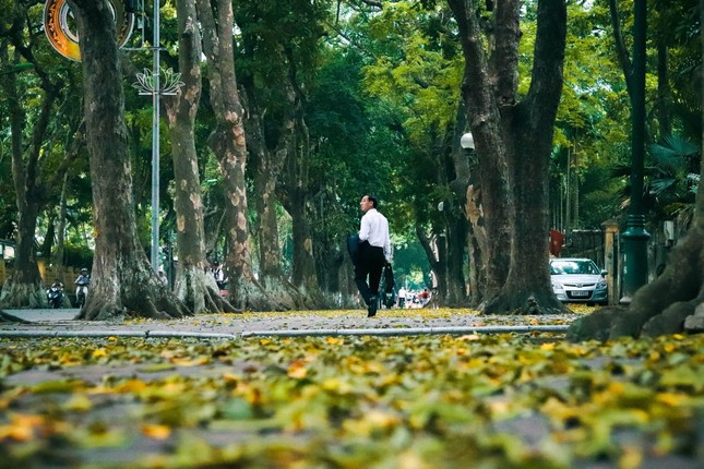 Đẹp ngỡ ngàng mùa sấu thay lá đổ vàng rực cả con đường lãng mạn nhất Hà Nội ảnh 8