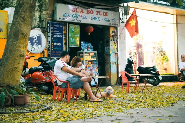 Đẹp ngỡ ngàng mùa sấu thay lá đổ vàng rực cả con đường lãng mạn nhất Hà Nội ảnh 9