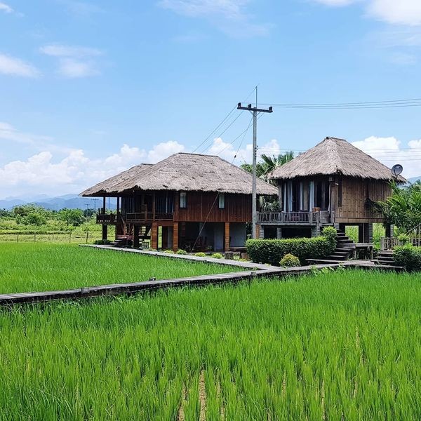Cây cầu gỗ giữa đồng ruộng xanh rì khiến người ta phải thốt lên: Lào đẹp đến thế này ư? ảnh 22