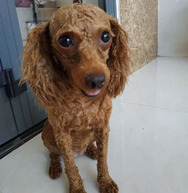 Để thể hiện tình cảm, người đàn ông đi trộm chó cảnh tặng người yêu ảnh 1