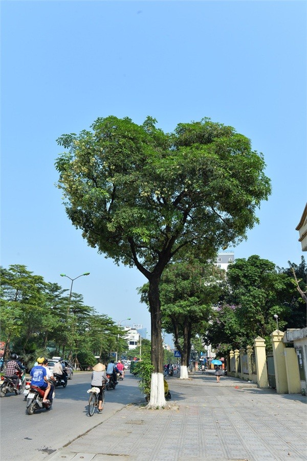Bức ảnh cây hoa sữa hình trái tim trên phố Hà Nội khiến dân mạng thích thú, nhấn like "rần rần" ảnh 2