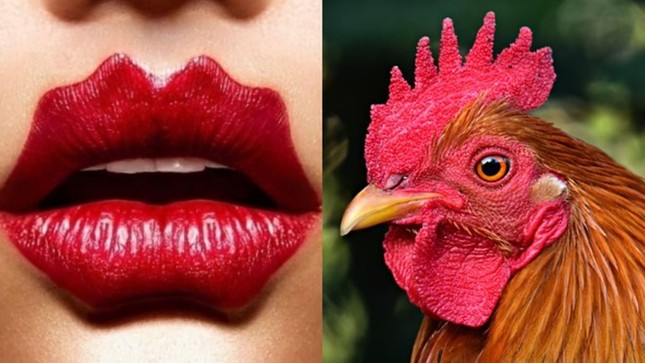 Môi mào gà đón Tết - hot trend kỳ lạ nhưng đi đâu cũng gặp trên mạng ảnh 2