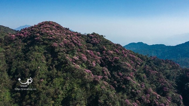 Hoa đỗ quyên trên đỉnh Putaleng vào mùa, dân mê trekking phấn khích rủ nhau đi thưởng ngoạn ảnh 5