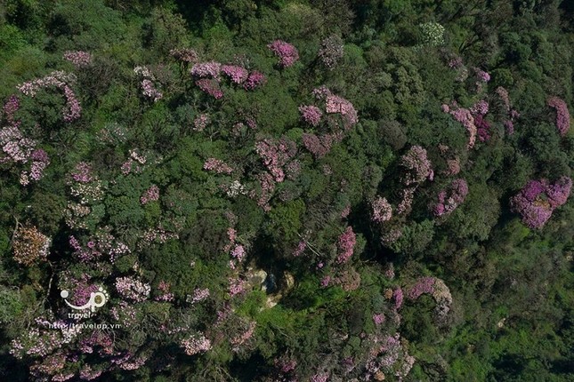Hoa đỗ quyên trên đỉnh Putaleng vào mùa, dân mê trekking phấn khích rủ nhau đi thưởng ngoạn ảnh 7
