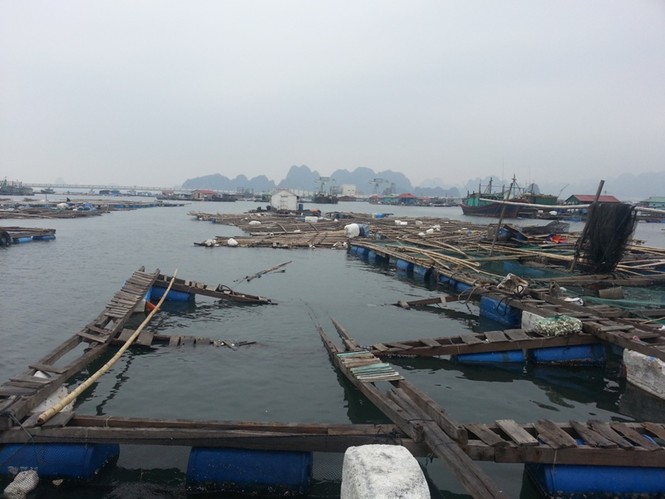 Làng chài không Tết trên vịnh Bái Tử Long - ảnh 5