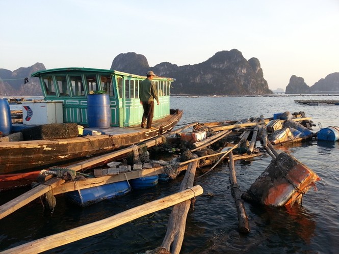 Làng chài không Tết trên vịnh Bái Tử Long - ảnh 7
