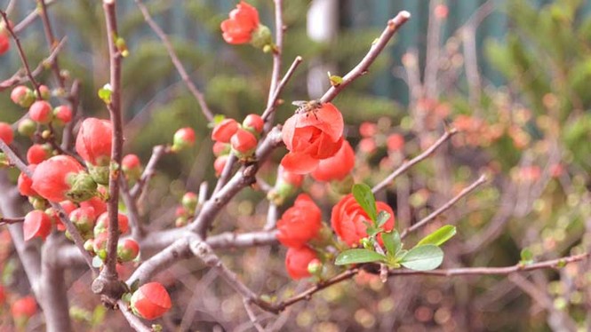 Mai đỏ Trung Quốc giá rẻ lấn át mai nội - ảnh 2