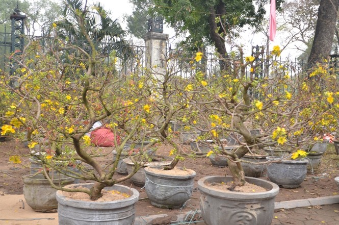 Mai đỏ Trung Quốc giá rẻ lấn át mai nội - ảnh 3