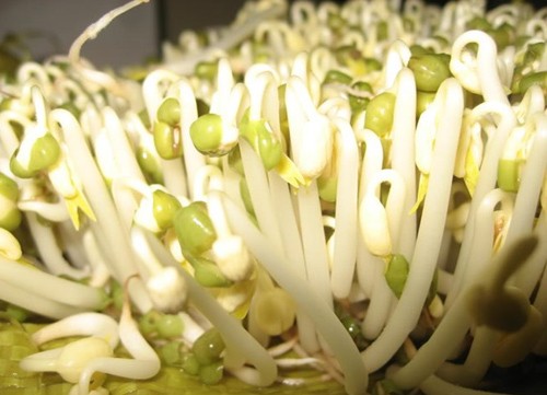 Cách phân biệt giá đỗ dùng chất kích thích - ảnh 5