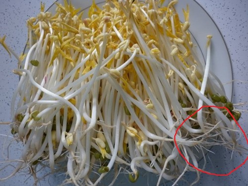 Cách phân biệt giá đỗ dùng chất kích thích - ảnh 6