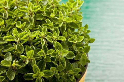 6 loại thảo dược trị mụn từ bên trong - ảnh 5