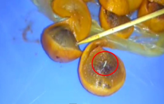 10 video ‘hot’: Giòi lúc nhúc trong đặc sản sấu dầm - ảnh 1