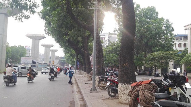 Hà Nội: Gần 100 cây xà cừ cổ thụ bị chặt bỏ - ảnh 10