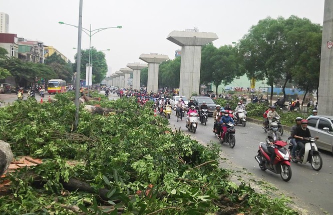 Hà Nội: Gần 100 cây xà cừ cổ thụ bị chặt bỏ - ảnh 9