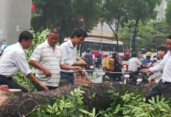 Hà Nội: Gần 100 cây xà cừ cổ thụ bị chặt bỏ - ảnh 7