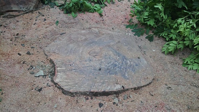 Hà Nội: Gần 100 cây xà cừ cổ thụ bị chặt bỏ - ảnh 6