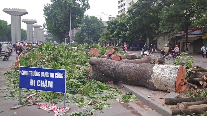 Hà Nội: Gần 100 cây xà cừ cổ thụ bị chặt bỏ - ảnh 1
