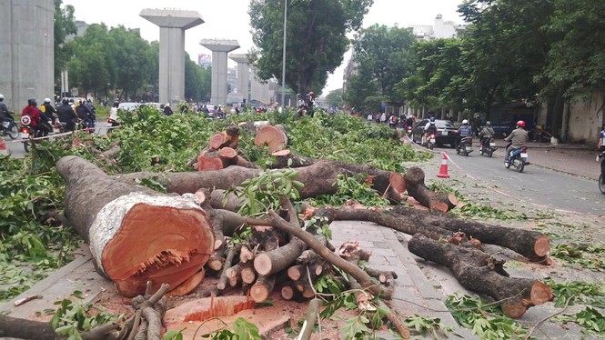 Hà Nội: Gần 100 cây xà cừ cổ thụ bị chặt bỏ - ảnh 3