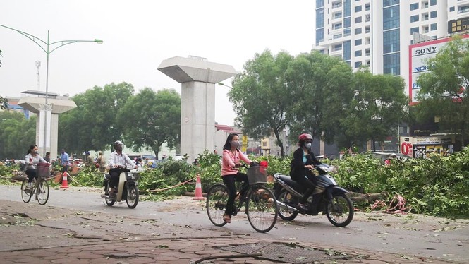 Hà Nội: Gần 100 cây xà cừ cổ thụ bị chặt bỏ - ảnh 2