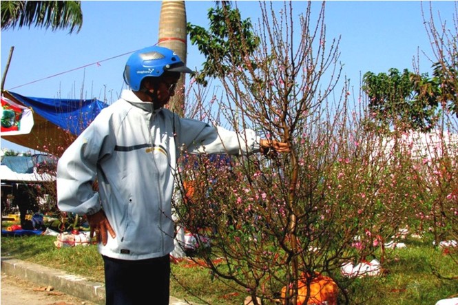 Bưởi Diễn giá hơn chục triệu đồng, cháy hàng chợ Tết Đà Nẵng - ảnh 4