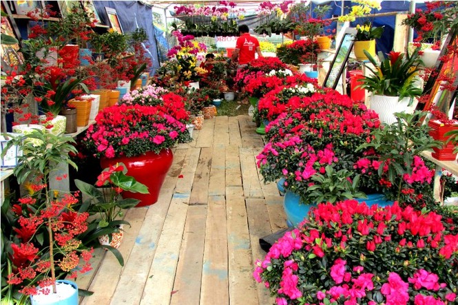 Bưởi Diễn giá hơn chục triệu đồng, cháy hàng chợ Tết Đà Nẵng - ảnh 2