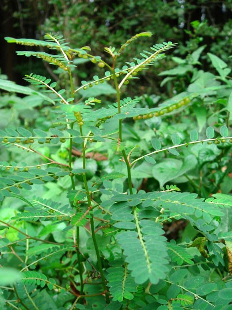 Hiểm họa mang tên… cây chó đẻ - ảnh 1