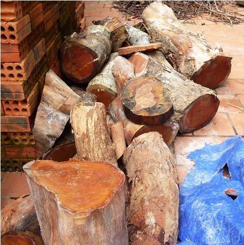 Sư trị sự tự ý đốn hạ cây cổ thụ hàng trăm năm tuổi - ảnh 1