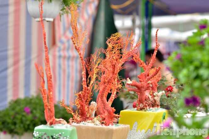 Tiền triệu một chậu san hô đỏ chơi Tết ở Thủ đô - ảnh 1