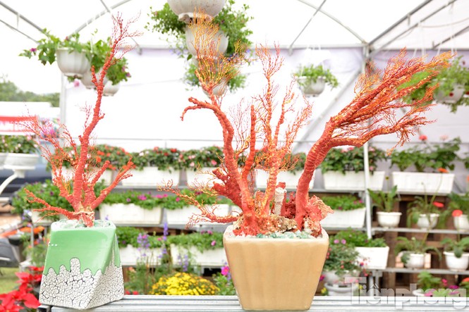 Tiền triệu một chậu san hô đỏ chơi Tết ở Thủ đô - ảnh 5