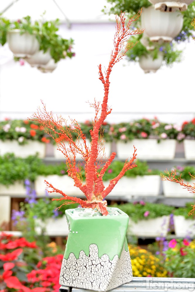 Tiền triệu một chậu san hô đỏ chơi Tết ở Thủ đô - ảnh 4