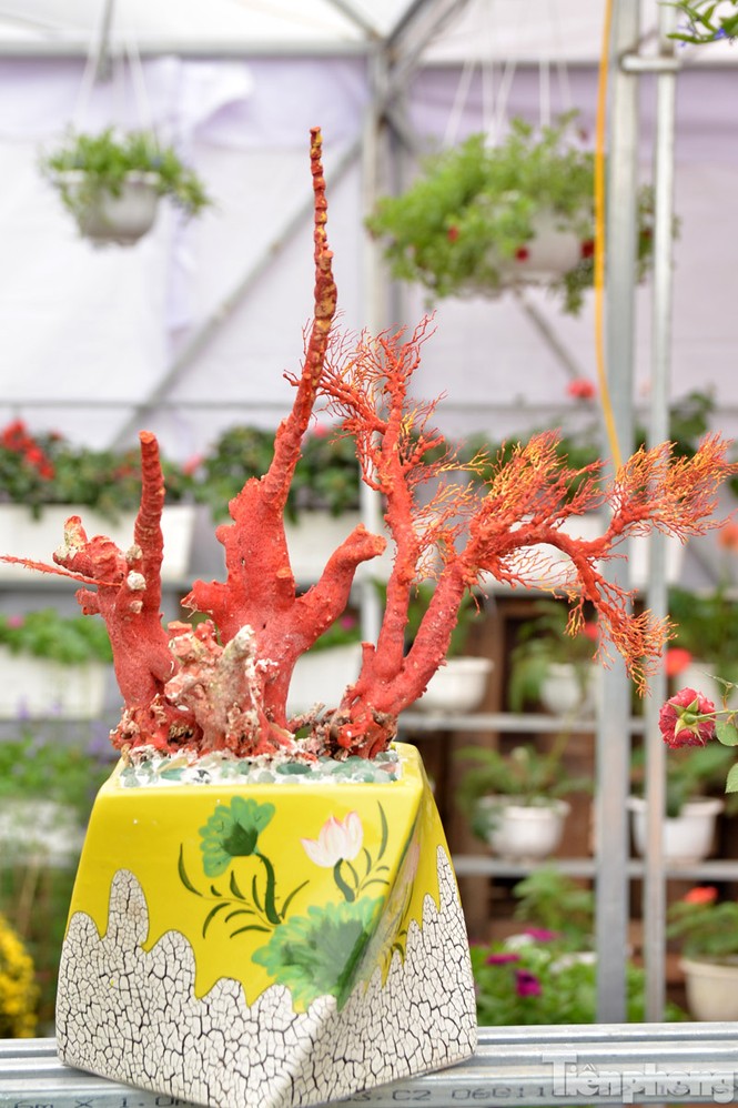 Tiền triệu một chậu san hô đỏ chơi Tết ở Thủ đô - ảnh 3