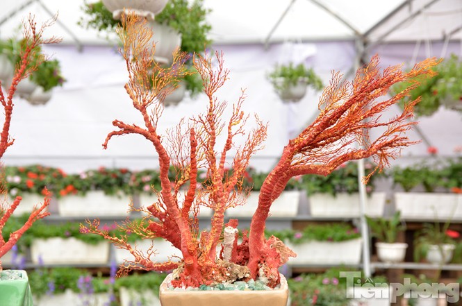 Tiền triệu một chậu san hô đỏ chơi Tết ở Thủ đô - ảnh 2