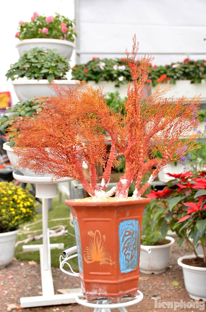 Tiền triệu một chậu san hô đỏ chơi Tết ở Thủ đô - ảnh 6