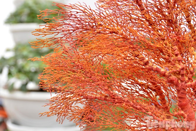 Tiền triệu một chậu san hô đỏ chơi Tết ở Thủ đô - ảnh 7