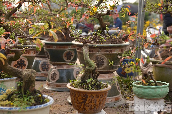 Mai vàng bonsai Bình Định 'đổ bộ' chợ Tết Thủ đô - ảnh 1