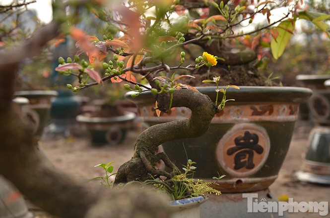 Mai vàng bonsai Bình Định 'đổ bộ' chợ Tết Thủ đô - ảnh 8